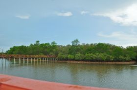 Wisata Hutan Mangrove Batukaras