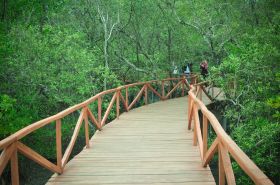 Wisata Hutan Mangrove Batukaras