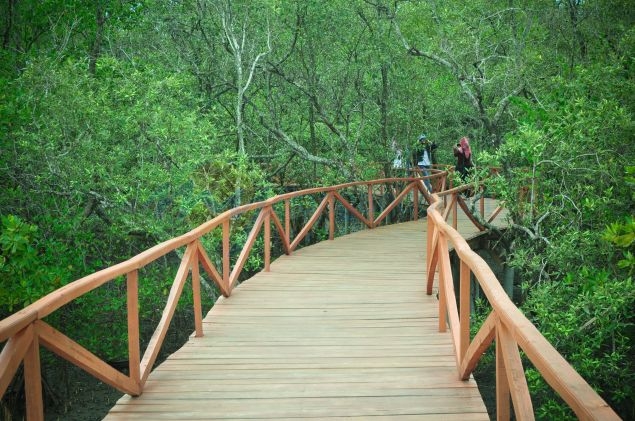 Wisata Hutan Mangrove Batukaras