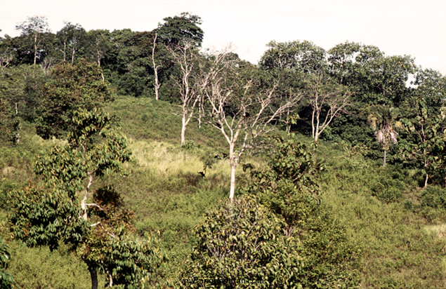 Lapangan Banteng Cagar Alam 1973