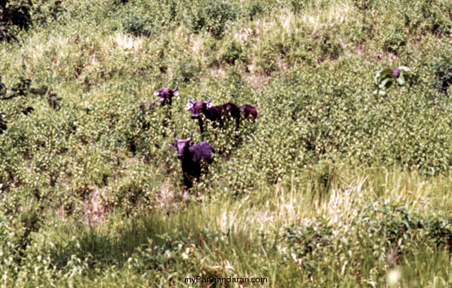 Banteng Cagar Alam Pangandaran