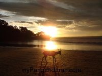 Beautiful Sunset On Pangandaran Beach