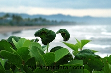 Pesona Pantai Bulak Setra Pangandaran