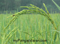 Hamparan Sawah di Desa Babakan