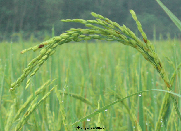 Hamparan Sawah di Desa Babakan