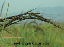 Hamparan Sawah di Desa Babakan