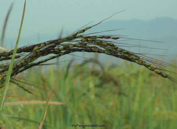 Hamparan Sawah di Desa Babakan
