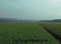 Hamparan Sawah di Desa Babakan