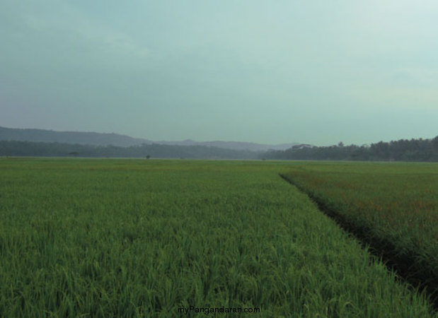 Hamparan Sawah di Desa Babakan