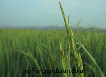 Hamparan Sawah di Desa Babakan