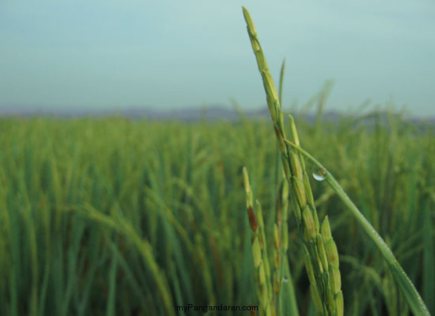 Hamparan Sawah di Desa Babakan