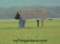 Hamparan Sawah di Desa Babakan