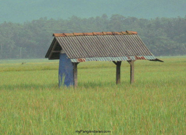 Hamparan Sawah di Desa Babakan