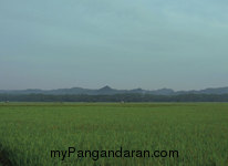 Hamparan Sawah di Desa Babakan