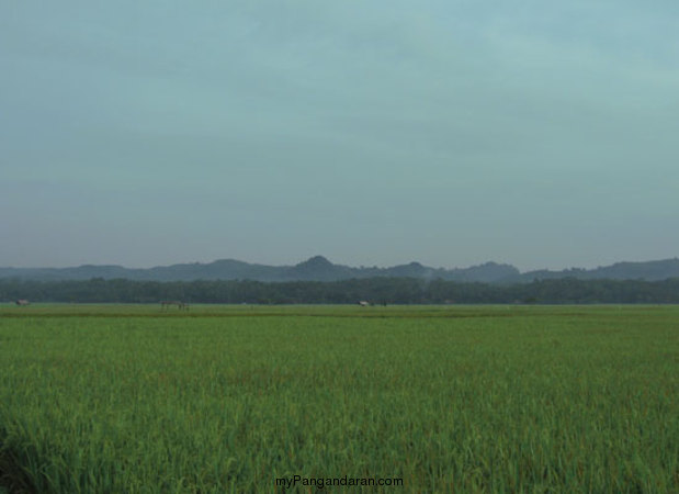 Hamparan Sawah di Desa Babakan