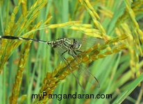 Hamparan Sawah di Desa Babakan