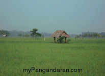 Hamparan Sawah di Desa Babakan