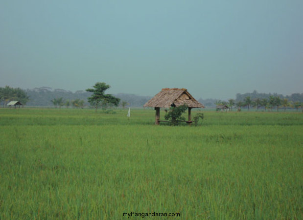 Hamparan Sawah di Desa Babakan