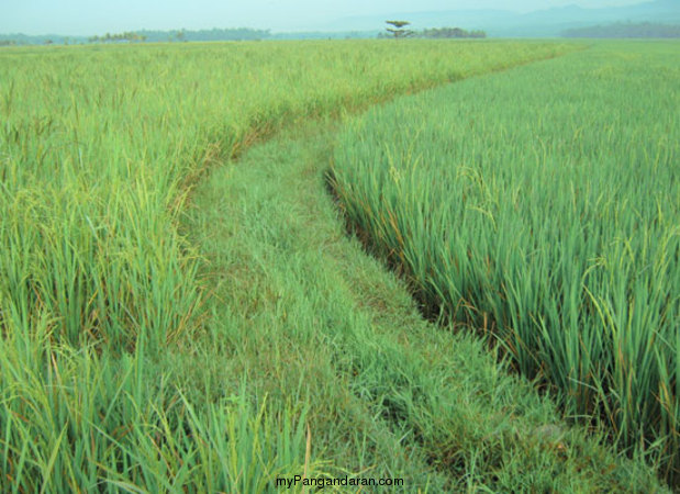 Hamparan Sawah di Desa Babakan