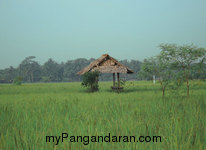 Hamparan Sawah di Desa Babakan