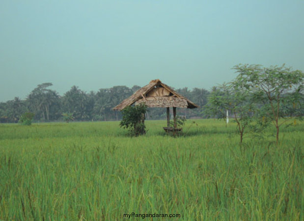 Hamparan Sawah di Desa Babakan