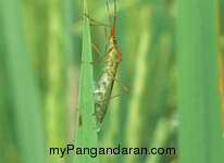 Hamparan Sawah di Desa Babakan