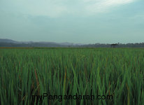 Hamparan Sawah di Desa Babakan