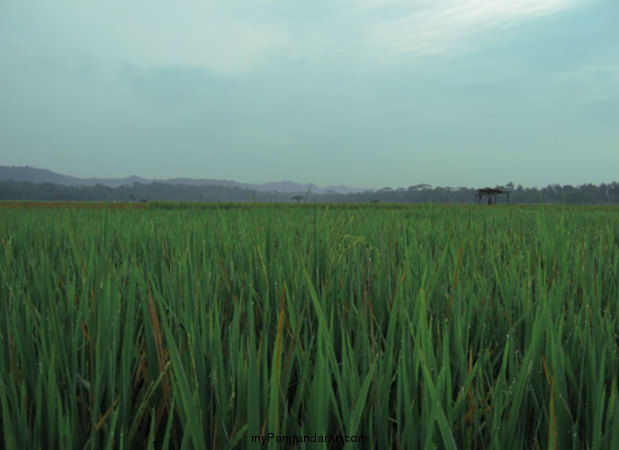 Hamparan Sawah di Desa Babakan