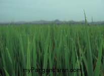 Hamparan Sawah di Desa Babakan