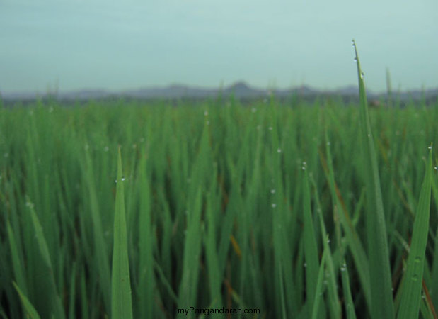 Hamparan Sawah di Desa Babakan