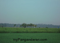 Hamparan Sawah di Desa Babakan