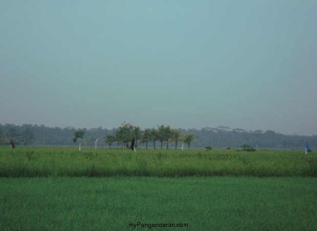 Hamparan Sawah di Desa Babakan