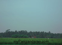 Hamparan Sawah di Desa Babakan