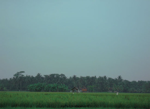 Hamparan Sawah di Desa Babakan