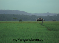 Hamparan Sawah di Desa Babakan