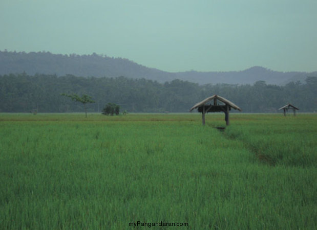 Hamparan Sawah di Desa Babakan