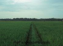 Hamparan Sawah di Desa Babakan