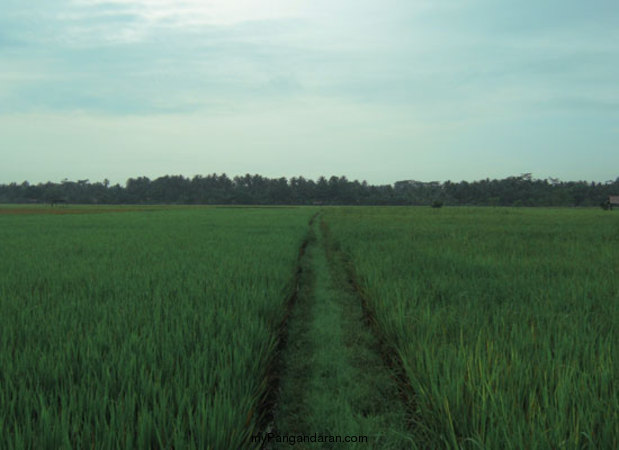 Hamparan Sawah di Desa Babakan