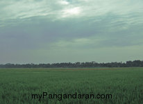 Hamparan Sawah di Desa Babakan