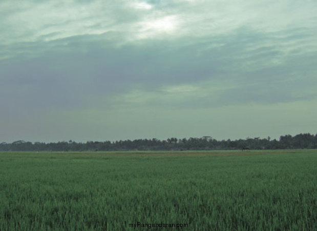 Hamparan Sawah di Desa Babakan