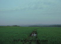 Hamparan Sawah di Desa Babakan