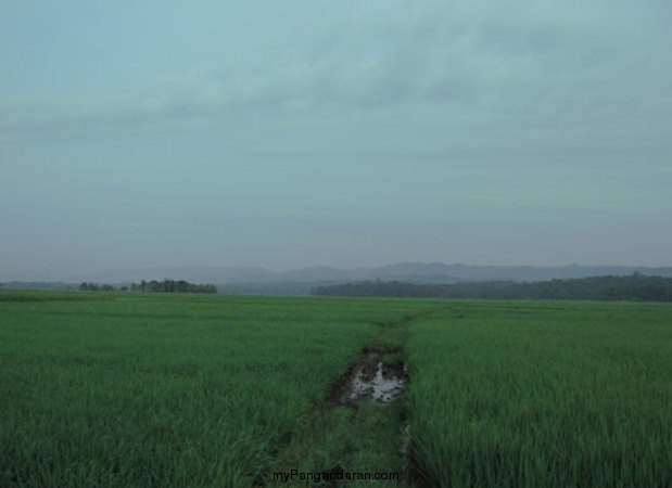 Hamparan Sawah di Desa Babakan