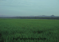 Hamparan Sawah di Desa Babakan