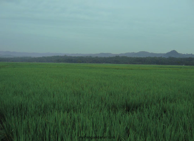 Hamparan Sawah di Desa Babakan