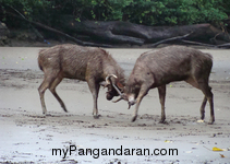 Flora dan Fauna TWA Pangandaran