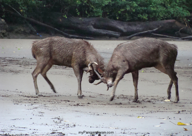 Flora dan Fauna TWA Pangandaran