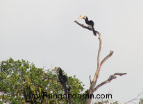 Flora dan Fauna TWA Pangandaran