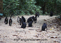 Flora dan Fauna TWA Pangandaran