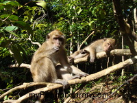 Flora dan Fauna TWA Pangandaran