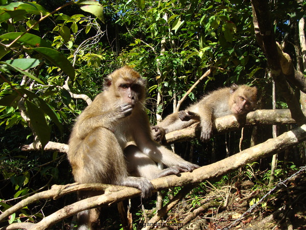 Flora dan Fauna TWA Pangandaran